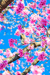 東京　新宿御苑の春の風景