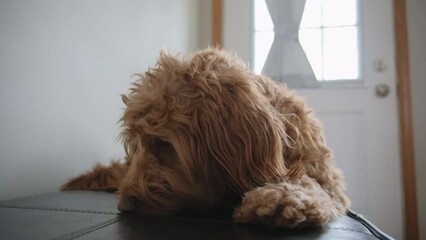 Goldendoodle pet at home, lying on the black couch and looking at camera. Close up dog portrait