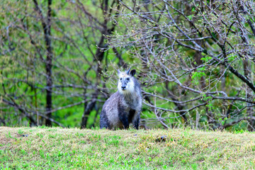 雨に濡れたニホンカモシカ