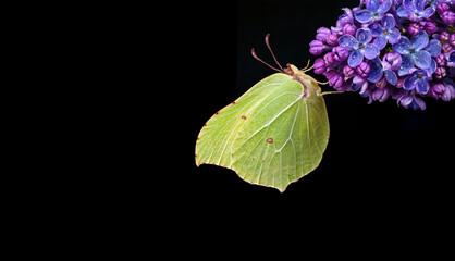bright yellow butterfly on purple flowers. butterfly on lilac flowers in dew drops isolated on black. brimstones butterfly. copy space - 787571771