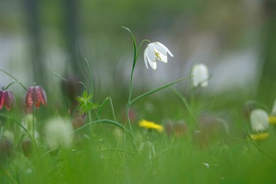 Enchanting chequerboard flowers, April, Germany, Europe