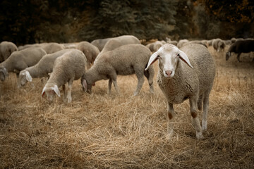 Obraz premium sheep and lambs in Munich
