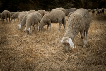 sheep and lambs in Munich