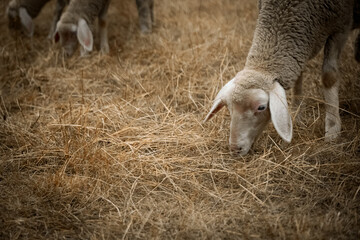 sheep in a field in Munich