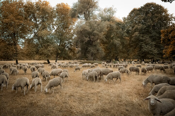herd of sheep in field in Munich