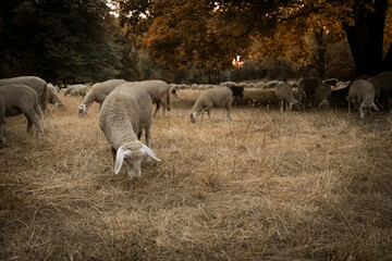 sheep and lambs in Munich