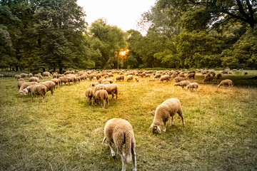 sheep in the field in Munich