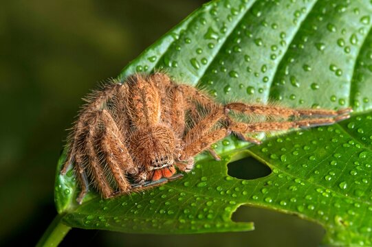 Weaver spider Heteropoda davidbowie, family of Huntsman spiders (Sparassidae), UNESCO World Heritage Gunung Mulu National Park, Sarawak, Borneo, Malaysia, Asia