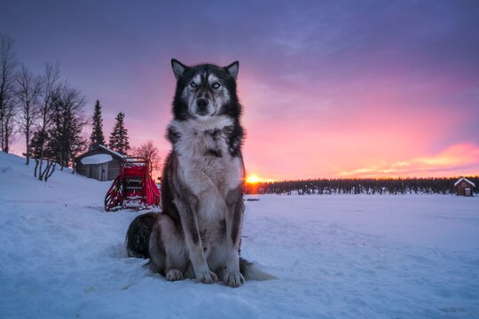 Husky sitting upright in the warm light of the rising sun in front of a dog sled team, Skaulo, Norrbottens laen, Sweden, Europe