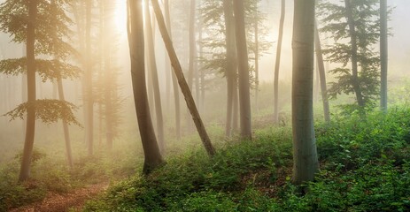 Natural beech forest in the morning light, the sun shines through the morning fog, near Freyburg (Unstrut), Saxony-Anhalt, Germany, Europe