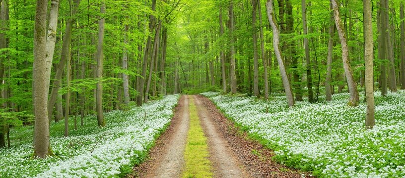Panorama, hiking trail through the ramson (Allium ursinum) in the beech forest, Hainich National Park, Bad Langensalza, Thuringia, Germany, Europe