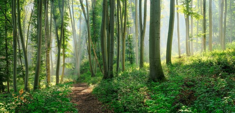 Hiking trail through natural green beech forest in the morning light, the sun shines through the morning mist, near Freyburg (Unstrut), Saxony-Anhalt, Germany, Europe