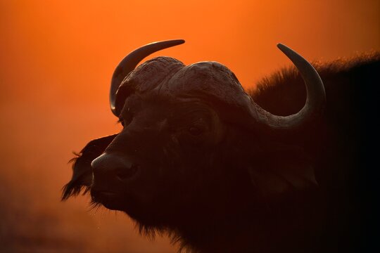 Cape buffalo (Syncerus caffer), portrait, sunrise, Chobe River Front, Chobe Chobe National Park, Botswana, Africa