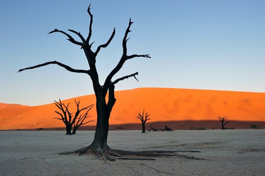 Dead camelthorn trees (Acacia erioloba) in Deadvlei, Sossusvlei, Namib Desert, Namib-Naukluft National Park, Namibia, Africa