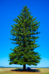 Big pine tree with blue sky in a sunny day and small tent under shade