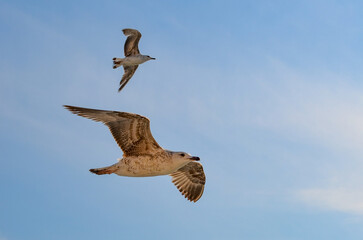seagull in flight over the bosphorus, istanbul