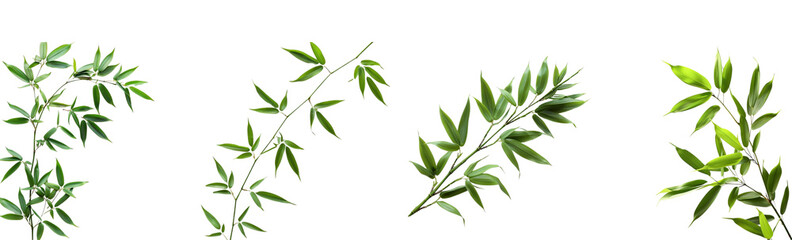 bamboo branch with leaves on a white background

 - obrazy, fototapety, plakaty