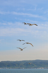 seagull in flight over the bosphorus, istanbul