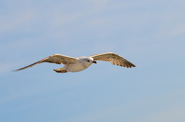 seagull in flight over the bosphorus, istanbul