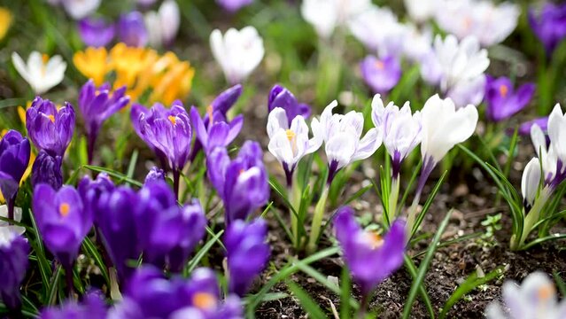 Blooming crocus flowers in the park. Spring landscape. Beauty in nature. Close-up slow motion footage.