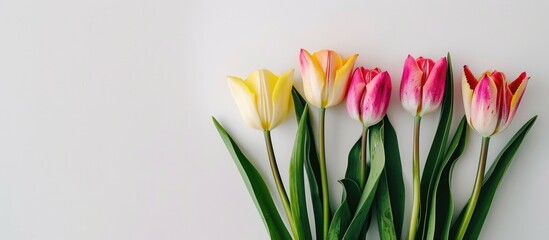 A simple arrangement of pink and yellow tulips set against a white backdrop, capturing the spirit of the season.