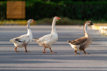 Three geese walking on the asphalt road