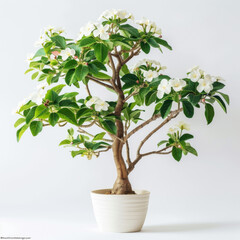 A flourishing plumeria plant with vibrant white blossoms and lush green leaves in a white pot against a white background.