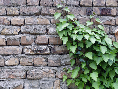 hedera helix or common ivy on the brick wall HD stock photo	