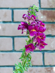 violet Antirrhinum majus-Flowers HD stock photo