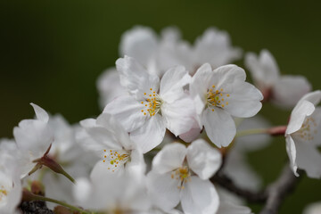 Obraz na płótnie Canvas 春の日差しを浴びる桜