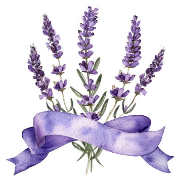 PNG Ribbon with lavender border flower purple plant