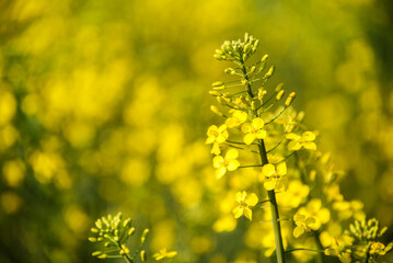 The rapeseed agricultural plant blooms in the field. Yellow rapeseed flowers close-up on field background. Selective focus.