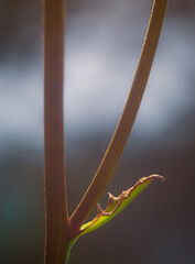 dew on the leaf