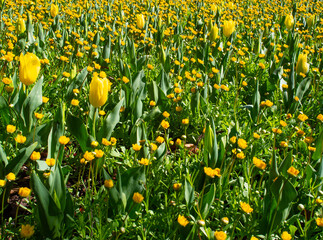 Yellow Tulips Flower Garden Bed
