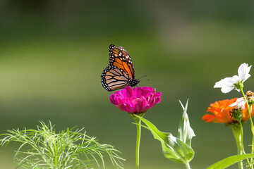 Obraz premium Monarch Butterfly on Zinnia