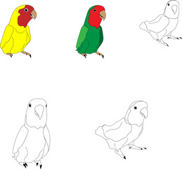 
lovebird parrot sketch set