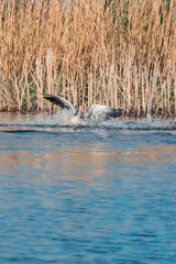 Fototapeta premium wild seagulls and ducks in Holland