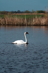 a beautiful white swan on a blue lake