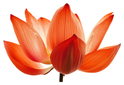 PNG Orange lotus flower petal plant.