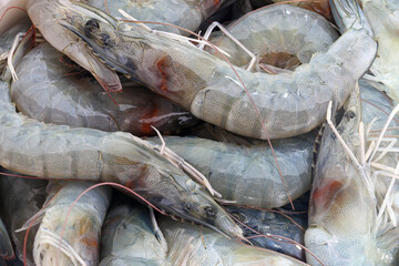 Pile of raw fresh shrimp, close up
