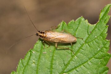 German cockroach Blattella germanica insect on leaf nature Springtime pest control.
