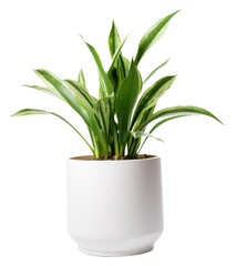PNG Houseplant leaf vase white background.