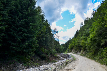 A gravel path winds alongside a small, rocky stream in surrounded by a lush greenery of towering pine trees under soft, diffused light of an overcast sky. Carpathian Mountains, Ukraine