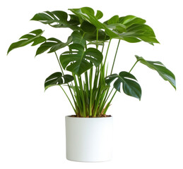 PNG Philodendron in pot plant vase leaf wall. 