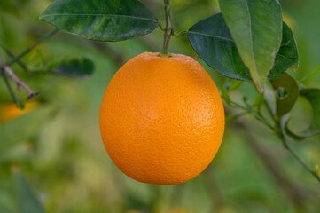 orange harvest field in the garden