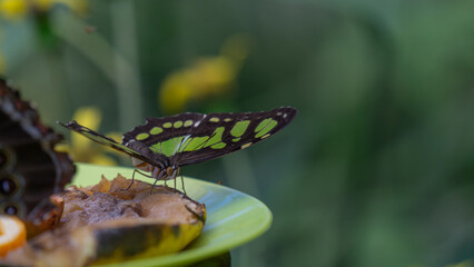 Vibrant Malachite Butterfly in Bloom