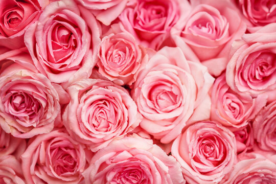 Bouquet of pink roses, flowers close-up background