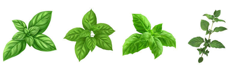 Holy Basil leaves, isolated, realistic, clean white background