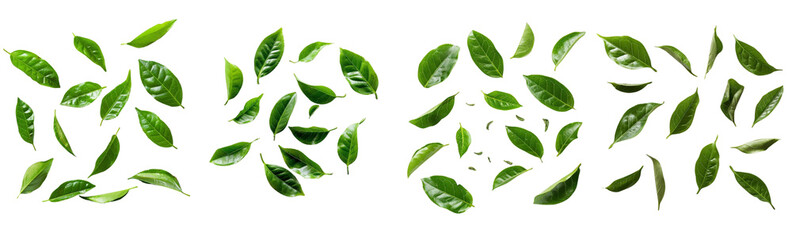 photography, top-down view, natural lighting, green tea leaves, fresh, white background
 - obrazy, fototapety, plakaty