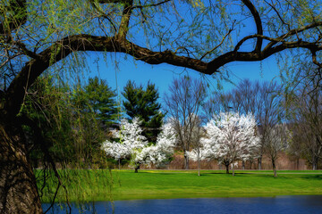 The Dogwood trees were in full bloom at Otsiningo Park in Binghamton NY.  This picture perfect...
